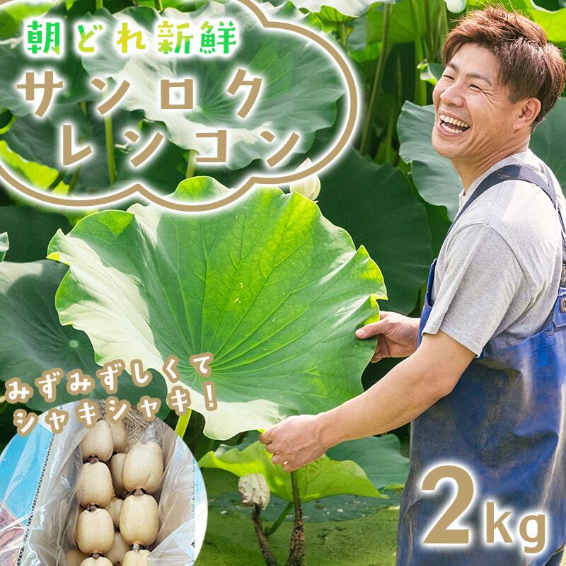 【ふるさと納税】朝採れをすぐに発送！筑波山の麓で採れたサンロクレンコン2kg | レンコン 蓮根 朝採れ 朝どれ 野菜 新鮮 茨城県 つくば市