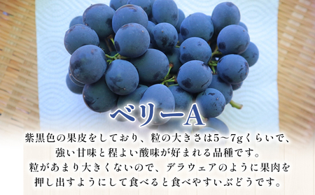 ＜西予の美味しいぶどう セレクトセット／ベリーA 約2kg＞ 果物 くだもの フルーツ ぶどう 葡萄 ブドウ セット 野菜ソムリエ 食べて応援 特産品 産地直送 西予ぶどう倶楽部 愛媛県 西予市【冷蔵