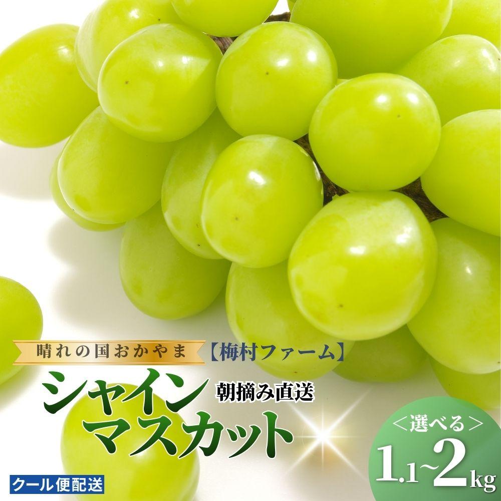 【ふるさと納税】【2026年発送分 先行予約】【梅村ファーム】＜選べる容量＞朝摘み直送 シャインマスカット 1.1〜2kg【030-a016-sku】