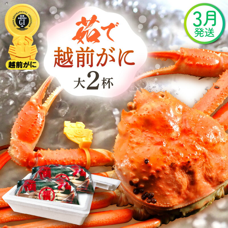 【ふるさと納税】≪浜茹で≫越前がに 大サイズ（生で800g前後） × 2杯 食べ方しおり かにスプーン付き【雄 ズワイガニ 越前ガニ かに カニ 蟹 姿 ボイル 冷蔵 福井県】【3月発送分】希望日指定可 備考欄に希望日をご記入ください [e15-x011_03]
