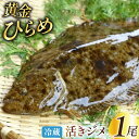 【ふるさと納税】黄金ひらめの活きジメ 1尾 [あゆの是則 宮崎県 日向市 452060098] 魚 魚介 鮮魚 活 ひらめ ヒラメ 平目