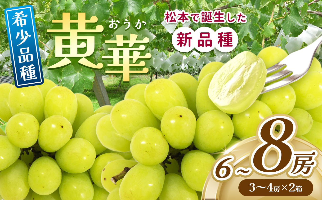 
            【先行予約】ぶどう 黄華【2025年9月下旬～発送予定】 │黄華 長野県 信州 松本市 松本原産 松本発祥 果物 ぶどう マスカット フルーツ ブドウ 季節限定 甘い 葡萄 くだもの ふるーつ  ふるさと納税
          
