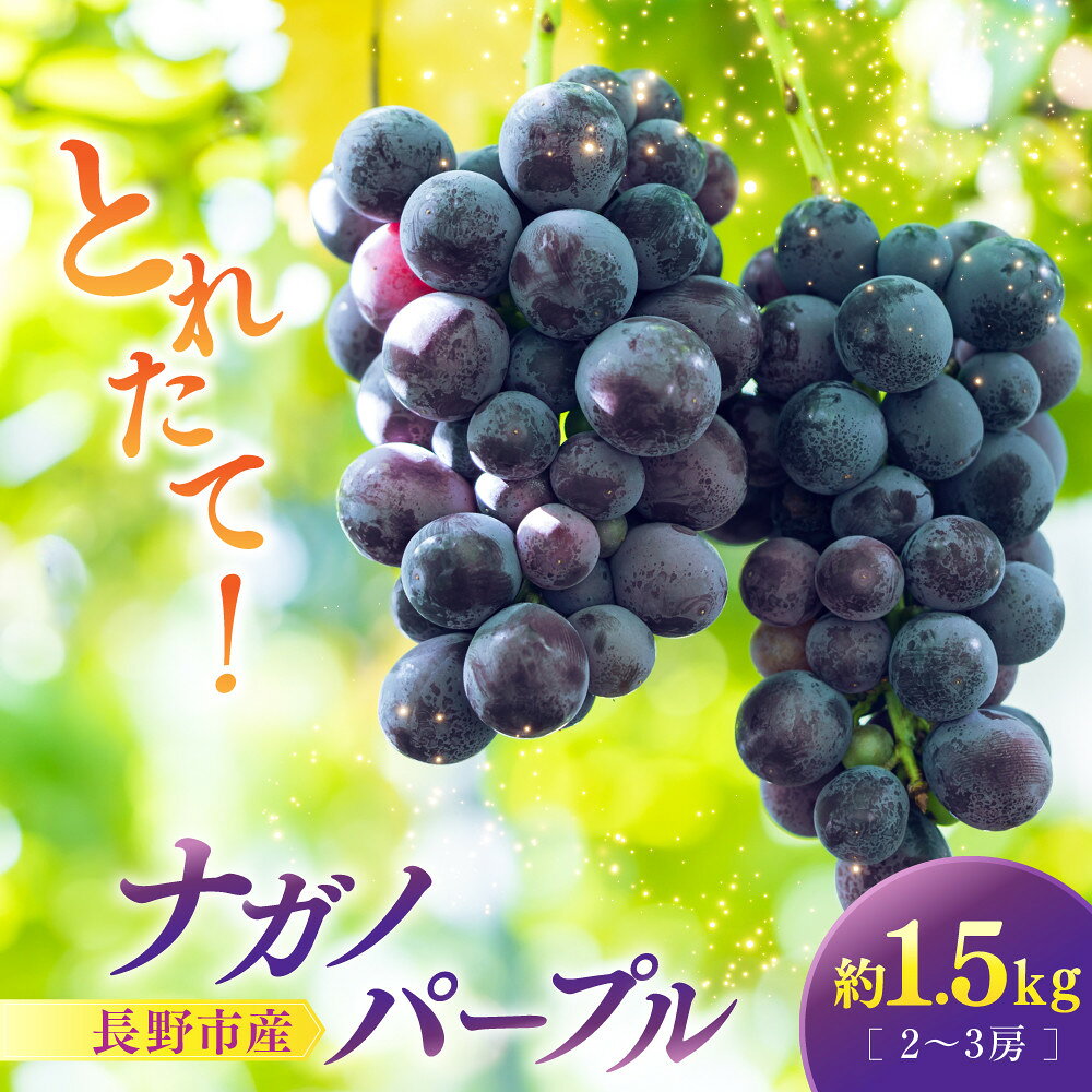 【ふるさと納税】【2027年8月下旬～9月下旬発送　先行予約】ナガノパープル 1.5kg 2-3房 | ナガノパープル ぶどう フルーツ 果物 国産 人気 おすすめ ギフト プレゼント 送料無料 長野県 長野市 信州 信濃 ふるさと納税
