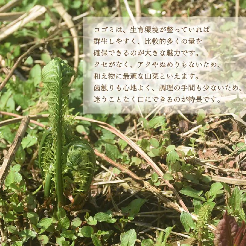 【先行予約】【季節限定】国産山菜 コゴミ 美浜町の春をお届け【2027年3月下旬以降順次発送予定】【こごみ  山菜 】 [m47-a025]