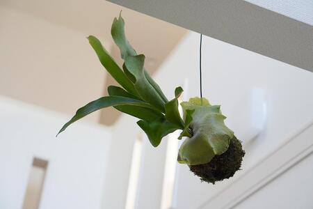 コウモリラン（ビカクシダ） 苔玉 インテリア 緑 グリーン 植物 簡単 初心者 かわいい 自然 おしゃれ 送料無料 Green Walk グリーンウォーク 愛知県 豊橋市