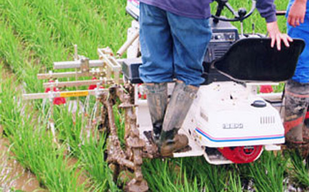 令和7年産 特別栽培米コシヒカリ10kg 米