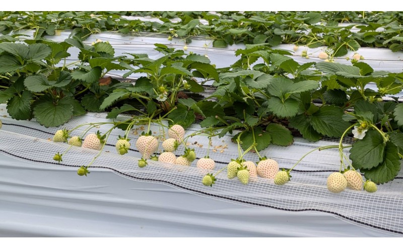 いちご 『先行予約』【2026年1月上旬以降お届け】 天使のいちご 白いちご 280g×2p 計2パック 560g フルーツ いちご 苺 イチゴ 果物 デザート 福岡県 小郡市 福田ファーム ※配送不