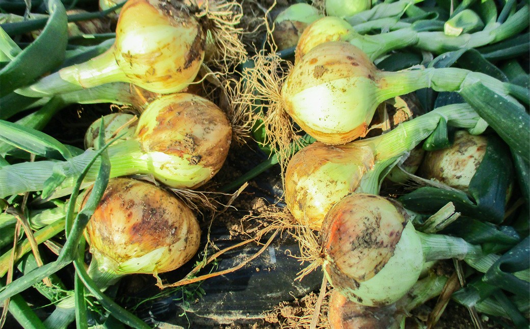 牟田農園の春の新玉ねぎ たっぷり大玉 5kg （2L） 