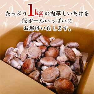 【全3回定期便】 訳あり 不揃い 生しいたけ 1kg 生 しいたけ シイタケ 椎茸 大ぶり 食べ応え 厚い 肉厚 うまみ