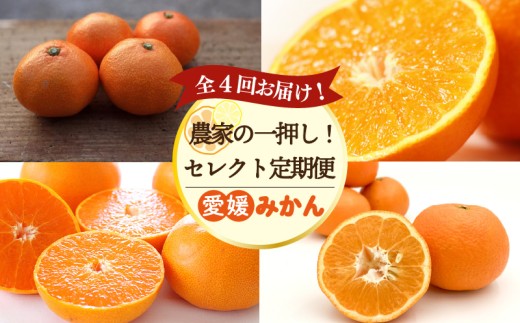 愛媛みかん 定期便 【全4回】 農家の一押し！ セレクト定期便 | 愛果28号 (紅まどんな と同品種) 石地みかん せとか 完熟島いよかん 温州みかん セット ていきびん 定期便 紅まどんな 紅マドンナ 同品種 あいか 柑橘 みかん 蜜柑 mikan かんきつ  愛媛県 松山市 ココオ Koko'o