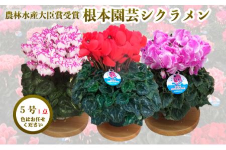 【先行予約】根本園芸シクラメン【5号】1鉢 鉢花 鉢植え 色おまかせ ガーデンシクラメン 花 ギフト 農林水産大臣賞受賞【10013】