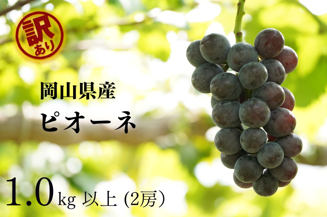 【ふるさと納税】 【2026年先行予約】岡山県産 【訳あり】 ピオーネ1.0kg以上（2房）産地直送 朝採れ / ぶどう 葡萄 先行予約 フルーツ 真庭市