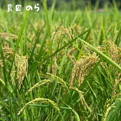 ふるさと納税 能勢町 令和7年産きぬひかり「きねのしずく」10kg(玄米)栽培期間中農薬・化学肥料不使用 |  | 03