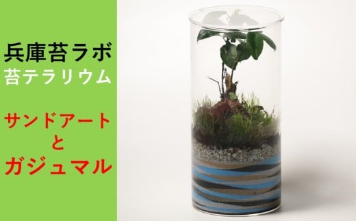 【円筒テラリウム】土台にサンドアートをデザインしたガジュマルと苔のテラリウム