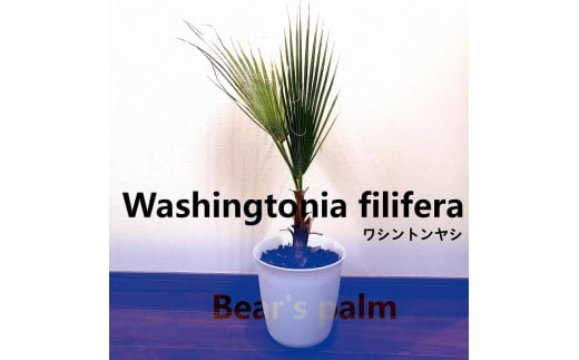 
ワシントンヤシ　Washingtonia filifera_栃木県大田原市生産品_Bear‘s palm
