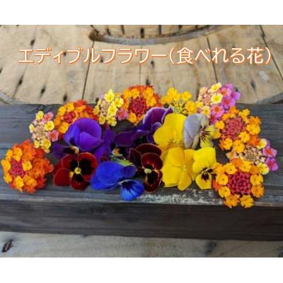 ふるさと納税 桂川町 季節のエディブルフラワー100輪おまかせ