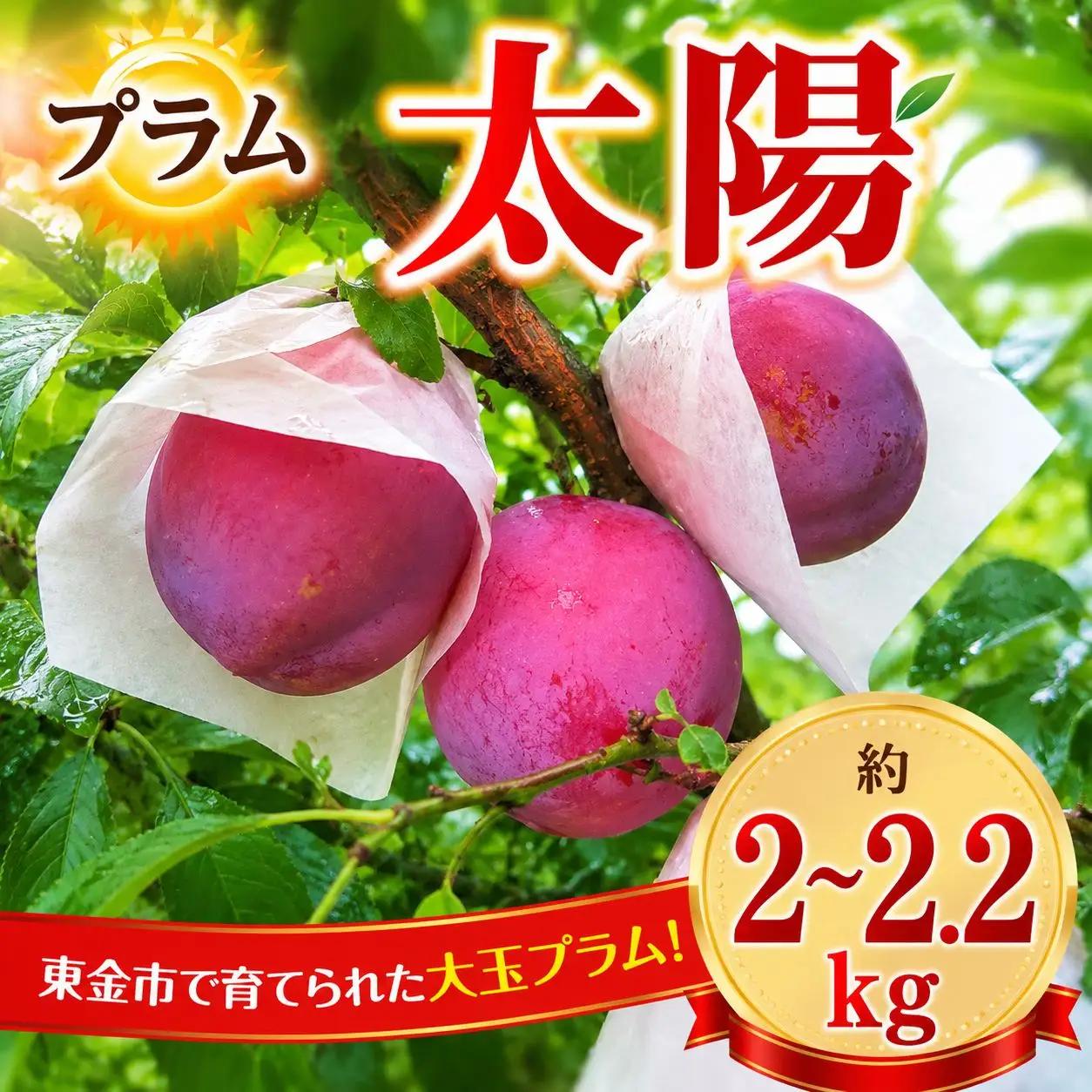すもも 『太陽』 約2～2.2kg 【2026年発送】 すもも プラム フルーツ