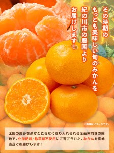 まーくん家のみかん 5kg 《11月中旬-12月中旬頃出荷》 和歌山県 紀の川市 柑橘 きただ農園まーくん家 化学肥料・除草剤不使用