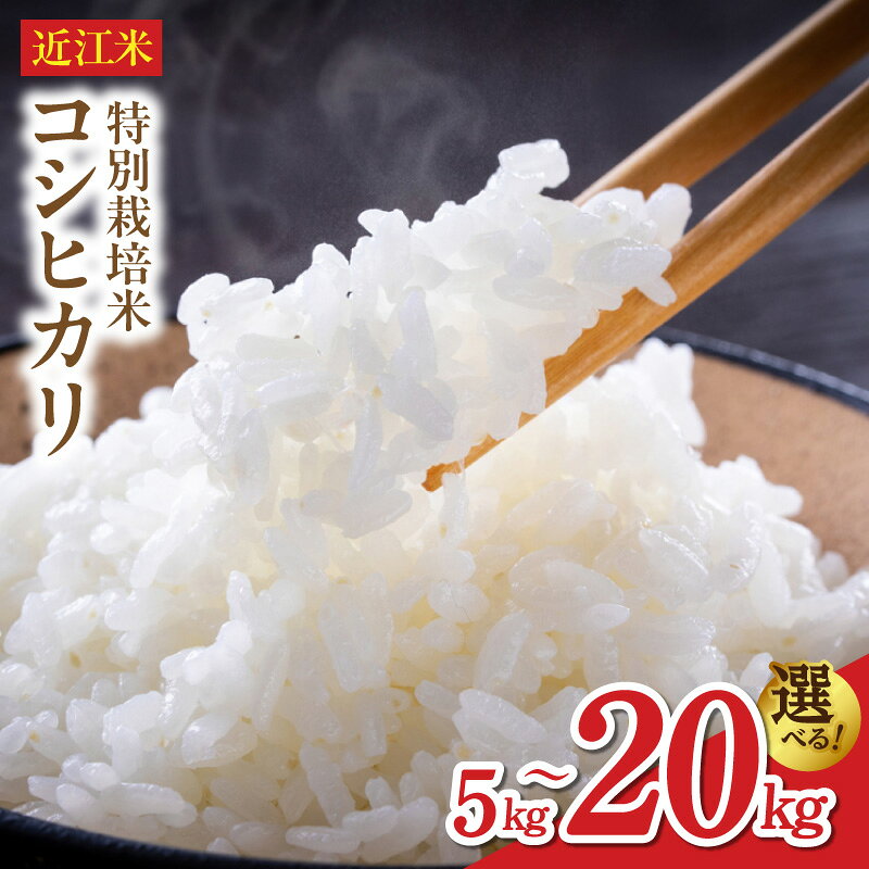 【ふるさと納税】令和8年 先行予約近江米 コシヒカリ 選べる 容量 5キロ ～ 20キロ 特別栽培米 鮮度保持袋 ブレスパック 新米 こだわり ミネラル 地下水 育てた おいしい 香り ツヤツヤ ふっくら おにぎり 炊き込みご飯 米 お米 お取り寄せ 滋賀県 守山市 送料無料