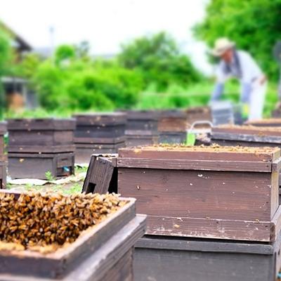 ふるさと納税 小郡市 はちみつ 福岡県特産 天然 1kg×2本 (たっぷり2kg) もちの木[No5354-0292] |  | 03