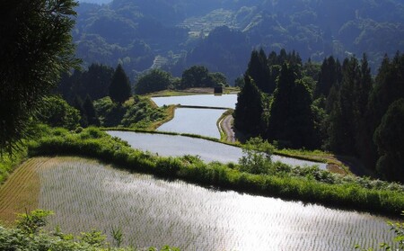 令和7年 新潟県産 棚田米 新之助 精白米 定期便 30kg 30キロ (10kg×3回) 雪中貯蔵 雪むろ しんのすけ 精米 お米 こめ 新潟 上越 米 送料無料