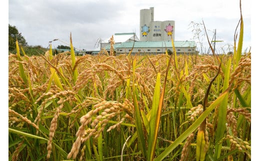 【先行予約】令和7年産 特Aランク米 ななつぼし 精米 5kg（5kg×1袋）【7月発送】 雪冷気 籾貯蔵 雪中米 北海道 nr-1379