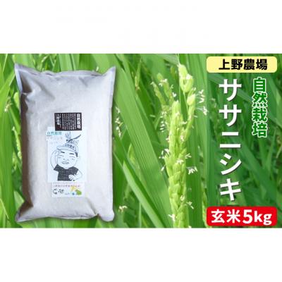 ふるさと納税 新潟市 新潟産ササニシキ玄米　5kg [54071095]