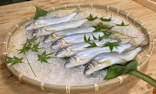 （冷蔵）　鮎　約1kg／大森水産　あゆ　お取り寄せグルメ　川魚　和食　三重県　大台町