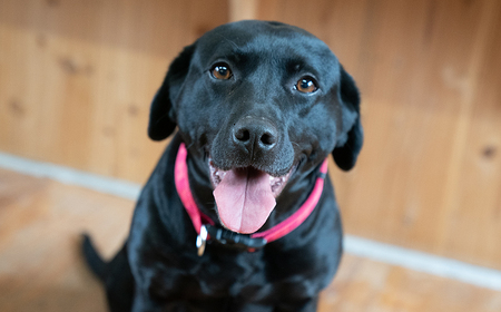 O20　宍粟鹿肉100％　中～大型犬向け犬の無添加おやつ　噛ませたい（ハードタイプ）