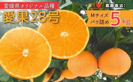 【2026年先行予約】 みかん 愛果28号 5kg Mサイズ バラ詰め 紅まどんなと同一品種 農園直送 【2026年11月中旬から順次発送予定】 愛媛 数量限定 愛媛県産 人気 柑橘 伊予市｜B512