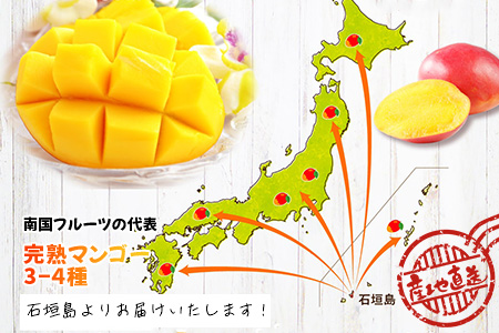 【先行予約】産地直送！石垣島産 マンゴー 食べ比べセット4～4.5kg (３～４種) (2024年6月中旬～8月下旬発送) IF-8