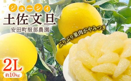 土佐文旦 服部農園 文旦 2Lサイズ