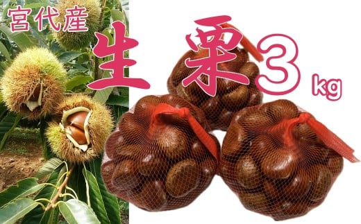 折原農園の生栗（2L～3Lサイズ）　3kg