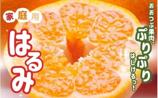 ＜2月より発送＞【先行予約】家庭用はるみ7.5kg+250g（傷み補償分）【デコポンの姉妹品種・新食感春みかん】【光センサー選別】【わけあり・訳あり】【ikd229】