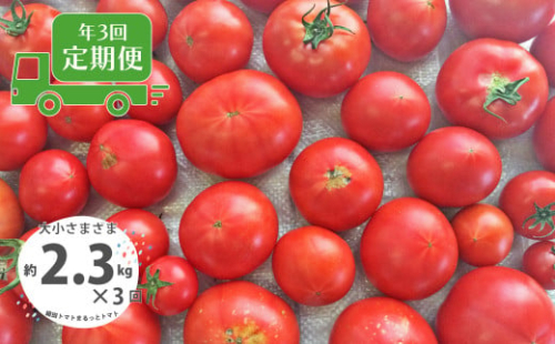 ＜＜2026年発送＞＞【3回定期便】【訳あり】＜毎年2月末頃まで申込受付＞【1月頃～5月頃の間に3回お届け】高知県佐川町産 トマト 約2.3kg 織田トマト 高知 サイズ 違い 混合 キズあり 大小 まるっとトマト