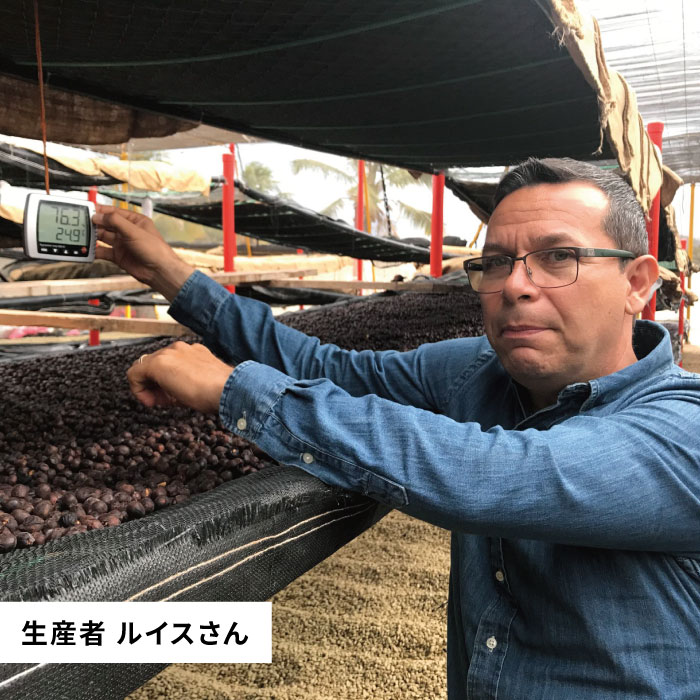 中煎り コーヒー 豆 250g × 2袋 （ 豆 ・ 粉 選べます ） ニカラグア産 ラベンディション農園 パカマラ種 ナチュラル糸島市 / COFFEE UNIDOS [AQF001]