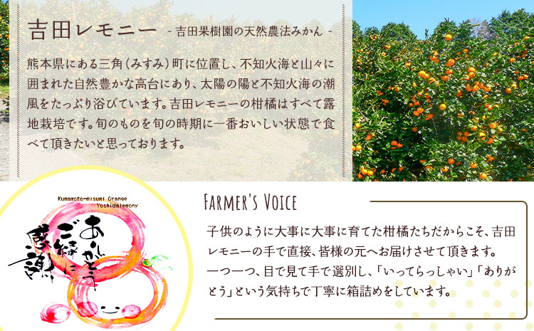 【先行予約】 みかん 麗紅 れいこう 約3kg（15～25玉）　【2026年2月上旬～2026年4月上旬頃順次発送予定】 ミカン 柑橘 果物 フルーツ