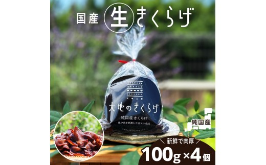 国産 生 きくらげ 400g ( 100g×4個 )  大地のきくらげ | 木耳 キクラゲ 生 きのこ 肉厚 ぷりぷり コリコリ 瑞々しい 希少 産地直送 国産きくらげ お取り寄せ グルメ 新鮮 鮮度 中華料理 食材 野菜 大地工房 株式会社PEC 埼玉県 桶川市