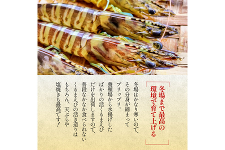 エビ 車エビ／丹後の活きくるまえび 800g（26～40尾） 車海老 車エビ くるまえび 活き 活 海老 エビ 刺身 活き造り 天ぷら 塩焼き 