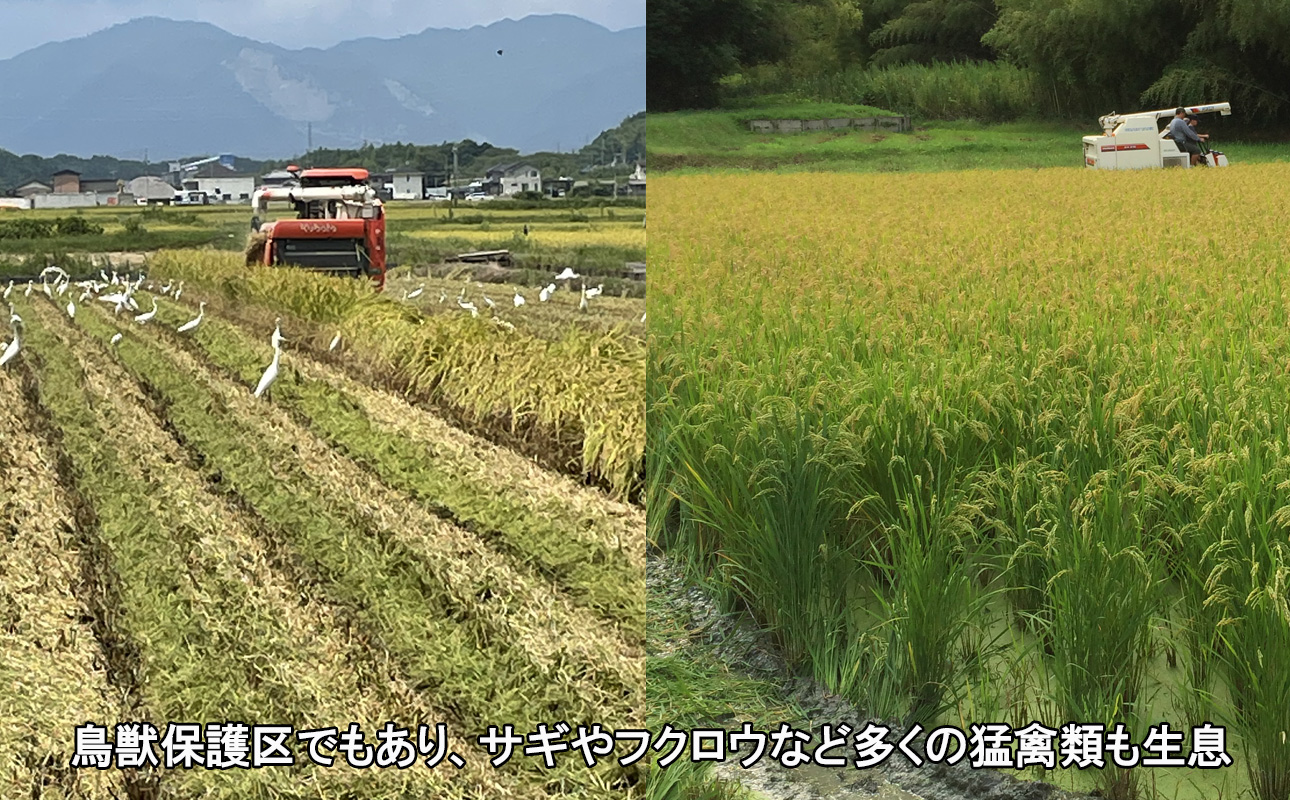 ＜R7年先行予約＞コシヒカリ 10kg　蛍と一緒に育ったコシヒカリ 米どころ三重県産うつべ農園米【令和７年１１月発送】