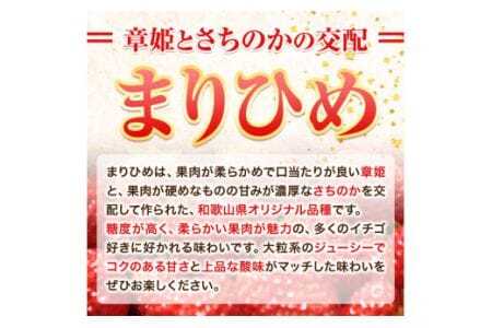 いちご 完熟いちご大粒まりひめ 約700g(約350g×２パック) よしむら苺ファーム 《1月中旬-4月中旬頃出荷》 和歌山県 岩出市 いちご 