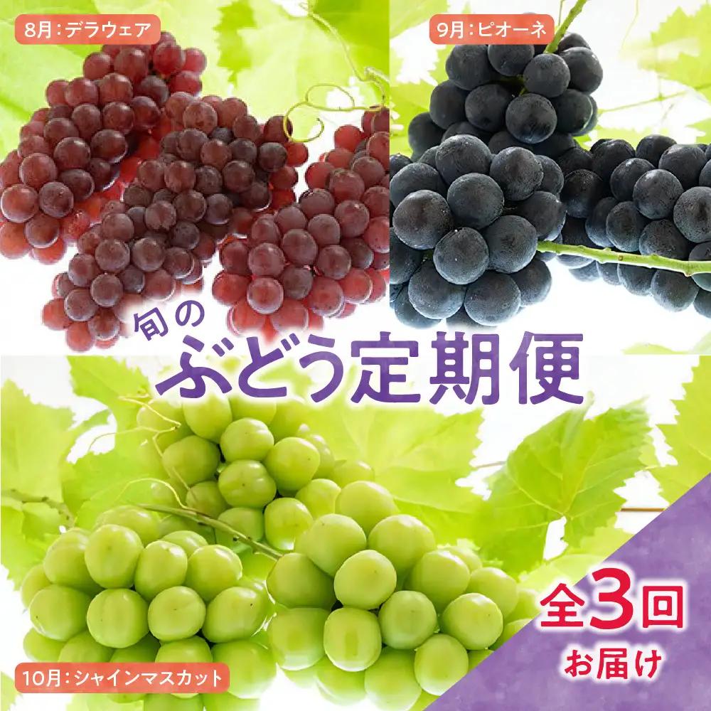 【先行予約】 定期便 令和8年産 ぶどうの定期便 全3回 山形