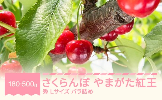 
                  さくらんぼ やまがた紅王 2026年産 令和8年産 Lサイズ 容量を選べる 山形県産 フルーツ 果物 くだもの サクランボ ※沖縄・離島への配送不可 sb-ybslx
                