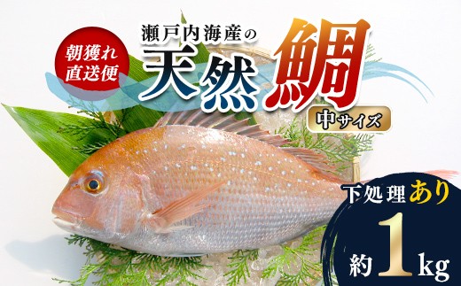 【朝獲れ直送便】天然鯛を丸ごと1匹 中サイズ 【うろこ・内臓取り】 FAH-0107