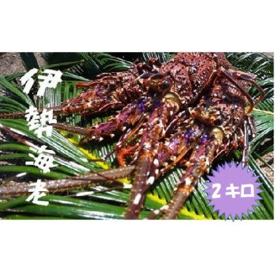 【ふるさと納税】富山さん家の「伊勢海老」約2kg【配送不可地域：離島】【1656659】