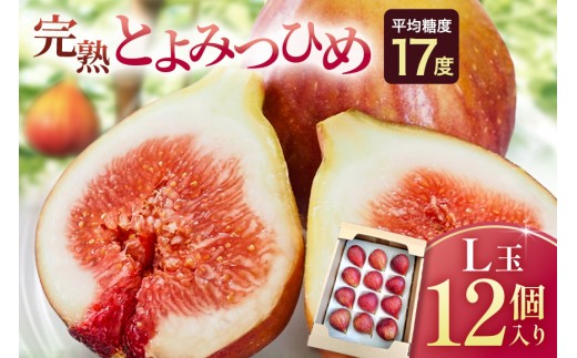 【ふるさと納税】【先行予約】いちじく とよみつひめ 12個 選べる L玉 M〜L玉 イチジク 無花果 フルーツ 果物 果実 くだもの 国産 甘い 旬 秋の味覚 ギフト 贈り物 家庭用 プレゼント 冷蔵 送料無料 福岡 返礼品 うきは市 吉瀬森果園【2026年7月下旬〜9月下旬発送予定】