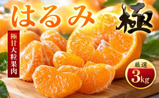 【先行受付】【果汁あふれる】とろ甘食感 はるみ　3kg　愛媛県産【49-122】ふるさと納税 みかん  柑橘 果物 フルーツ おすすめ はるみ 春見 甘い 3kg 4kg 5kg 10kg 愛媛県 八幡浜市 【1756045】 YWTZ089