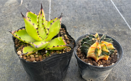 ギムノカリキウム ミハノビッチ ＆ アガベ チアペンシス 各1株 Gymnocalycium mihanovichii＆Agave chiapensis　長与町/アグリューム[EAI305]