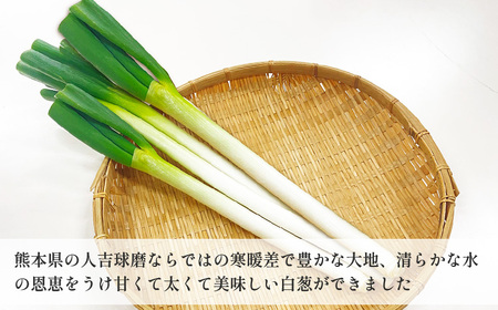 熊本県あさぎり町産　白ねぎ「球磨美人」Ｌサイズ×30本