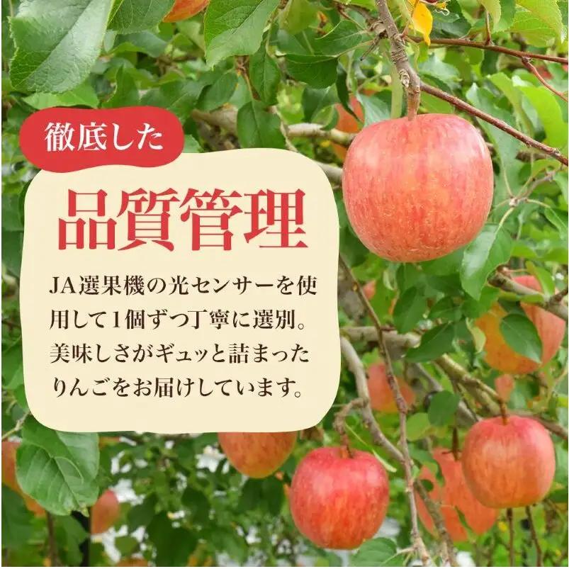 【先行予約】令和8年度産 訳あり りんご シナノスイート 約10kg 24～40玉入 家庭用 フルーツ 果物 甘い 訳あり おいしい 林檎